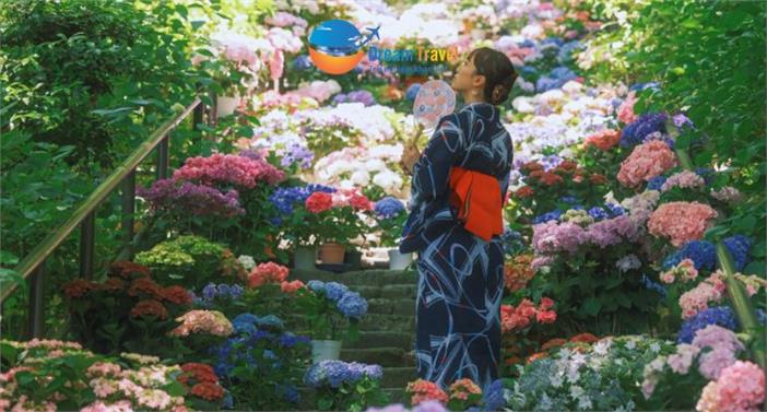 Tour Nhật Bản Mùa Hè 5N4Đ: Ngắm Cẩm Tú Cầu Hasedera