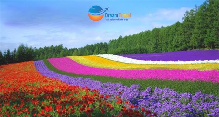 [HCM] Du Lịch Nhật Bản Hè 2025: Hokkaido - Japan