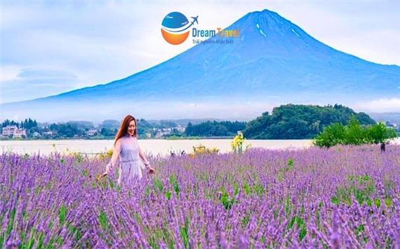[HCM] Tour Nhật Bản Hè 2025: Ngắm hoa Lavender - Bảo tàng Harry Potter