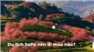Du lịch Sapa mùa nào đẹp nhất? Cẩm nang du lịch Sapa 2023