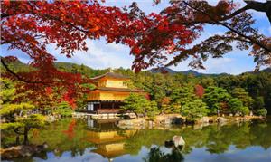 Ghé Thăm Ngôi Chùa Vàng Kinkakuji Tại Nhật Bản Vào Mùa Thu